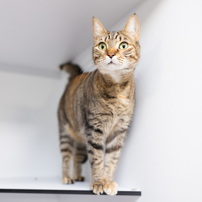 Photo of Nala