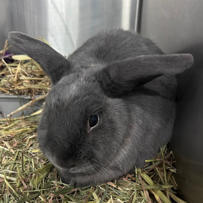 Photo of Milo