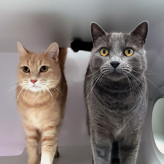 Photo of Thor Sua012804 & Loki Sua012805