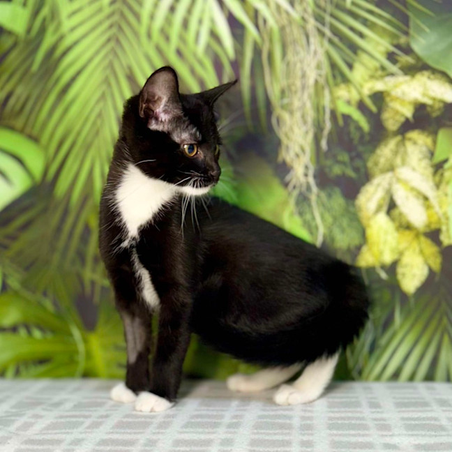 Photo of Pixie   Located In Frankston