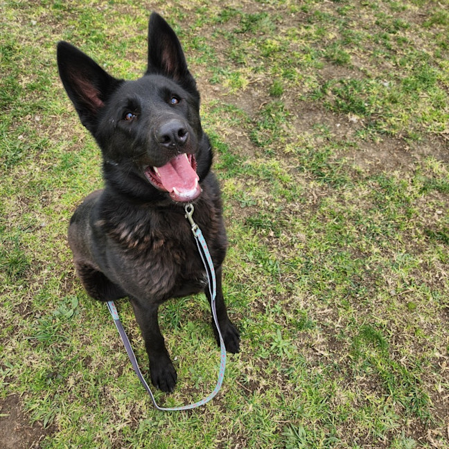 Photo of Reeva (66771)