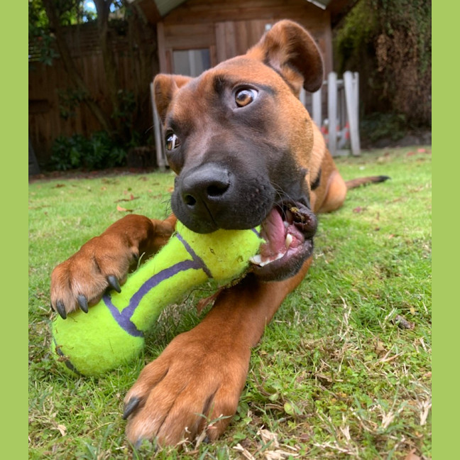 Photo of Banzai