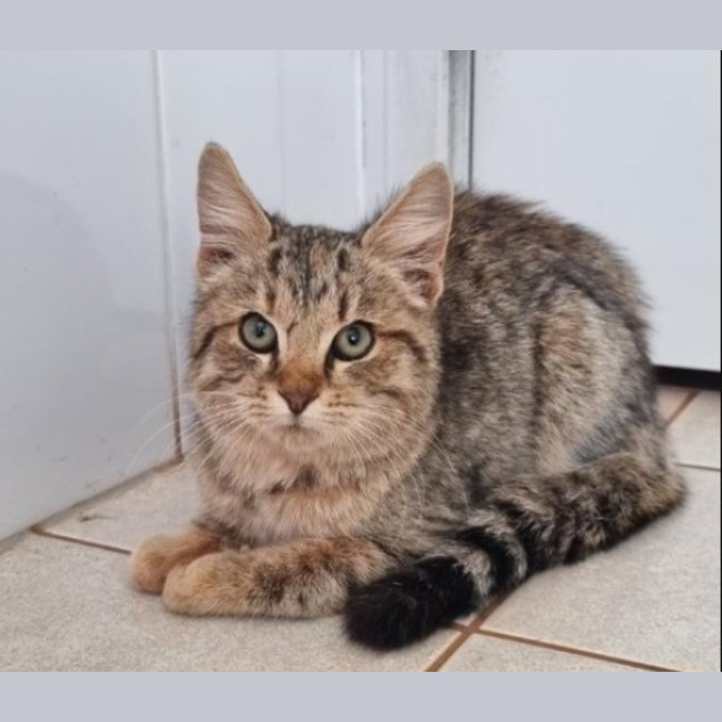 Photo of Waffles