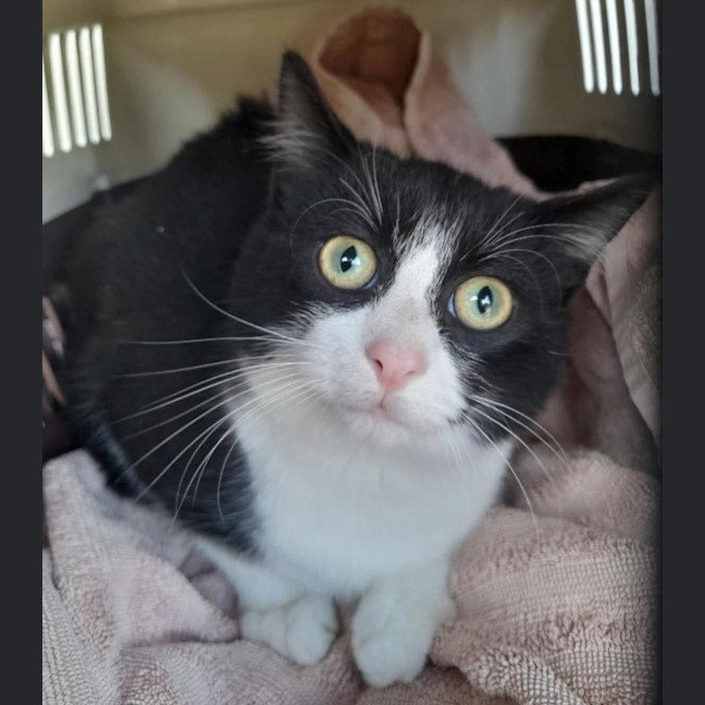 Photo of Houdini
