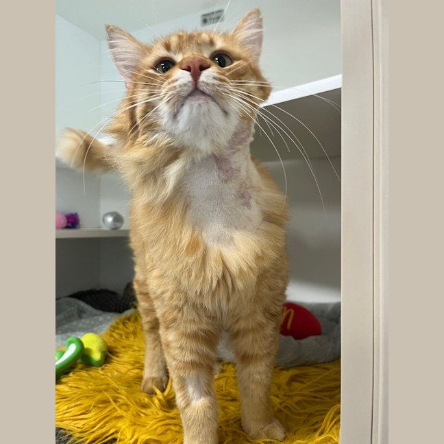 Photo of Big Cheese