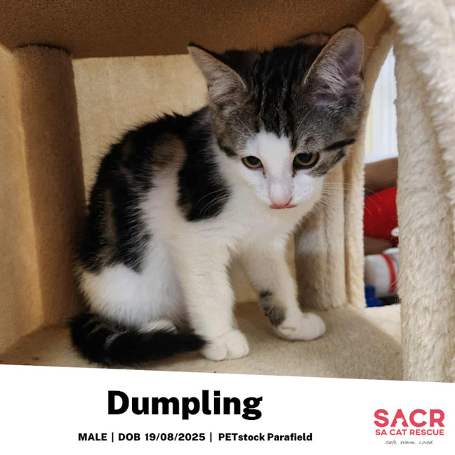 Photo of Dumpling