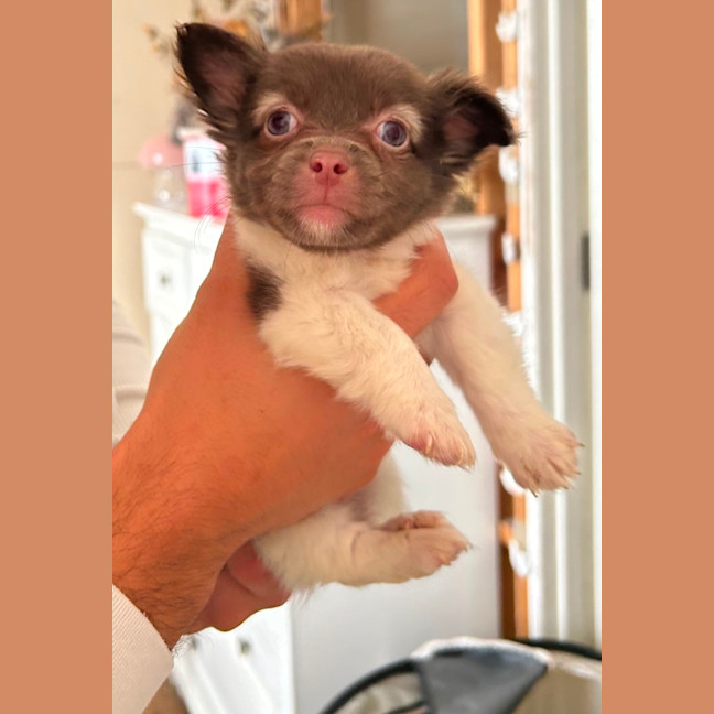 Photo of Chia And Sisters