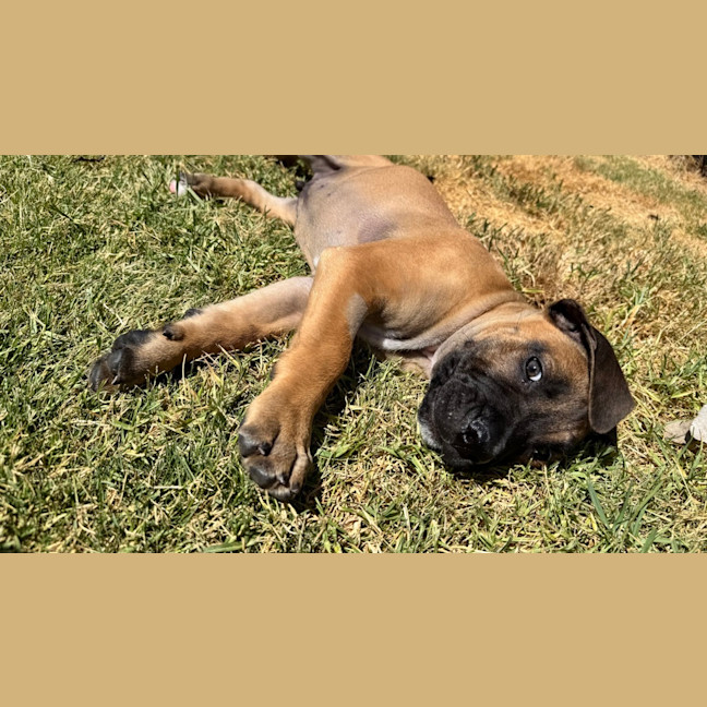 Photo of Titan (Was Tank)