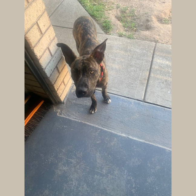 Photo of Dapper   7 Month Old Staffy X