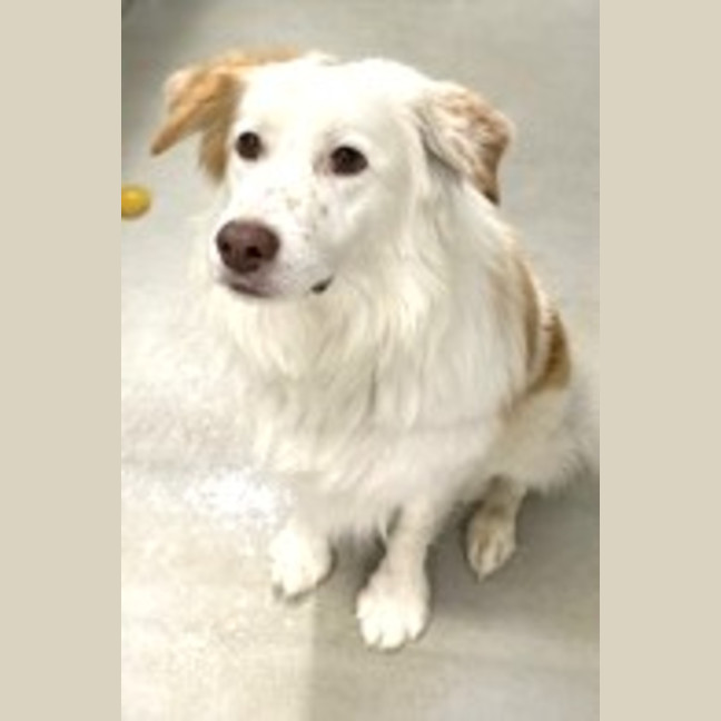 Photo of Indy