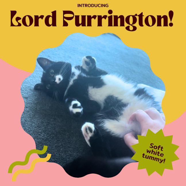 Photo of Lord Purrington 🙌🔥