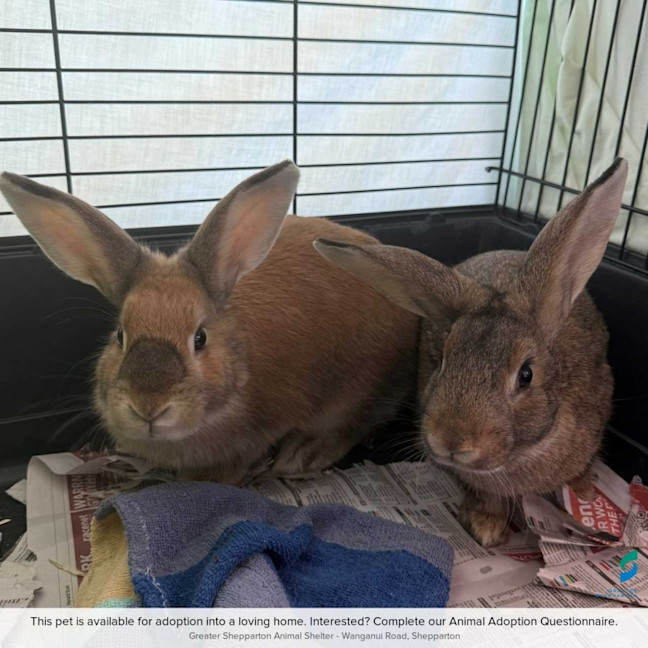 Photo of Peter & Bun