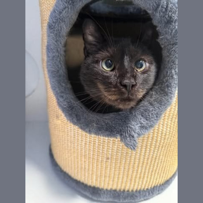 Photo of Milo