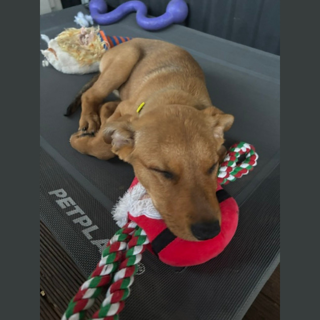 Photo of Ivy   9 Week Old Mixed Breed