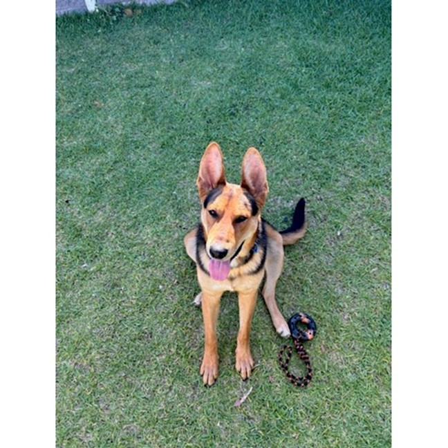 Photo of Turbo *$350 Adoption Fee*