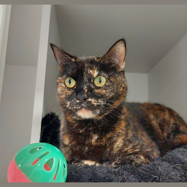 Photo of Willow