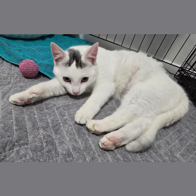 Photo of Snow White