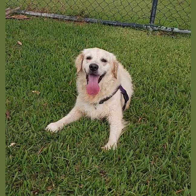 Photo of Buttercup