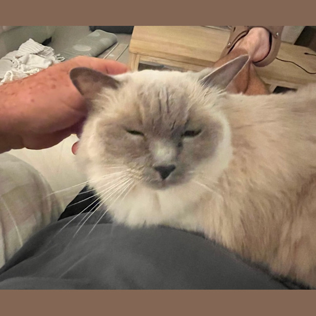 Photo of Princess 👑🌸