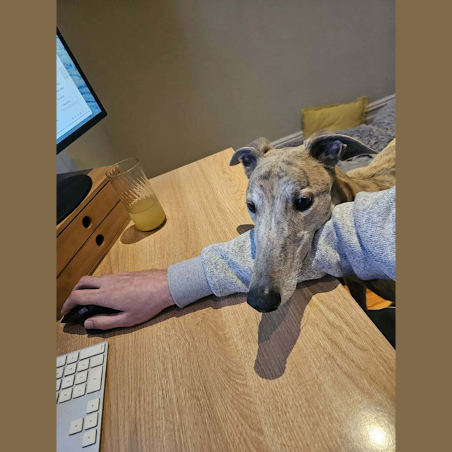 Photo of Franky, The Greyhound