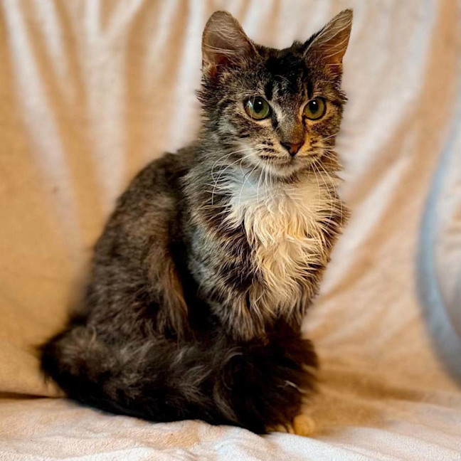 Photo of Peaches   In Foster Care In Doncaster