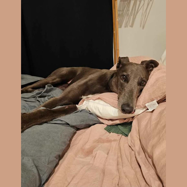 Photo of Bella, The Greyhound
