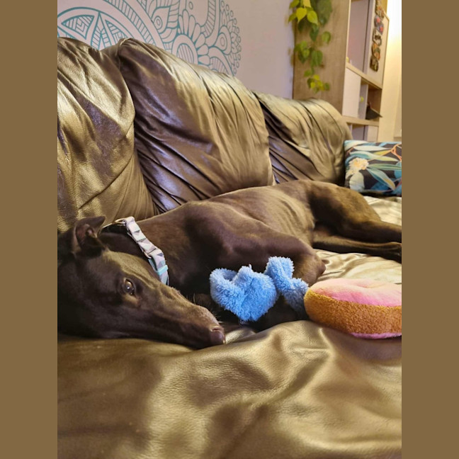 Photo of Fifi, The Greyhound