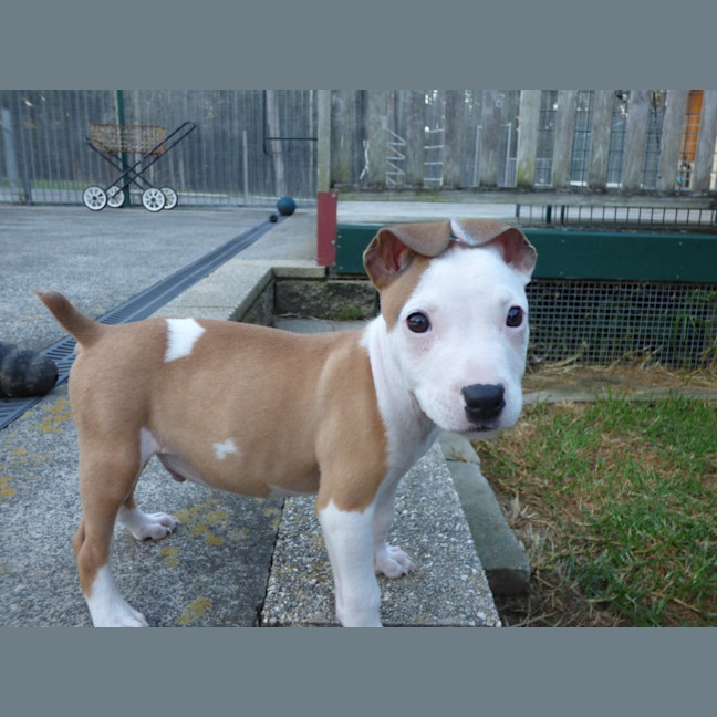 Photo of Kurnell On Hold Adoption Pending