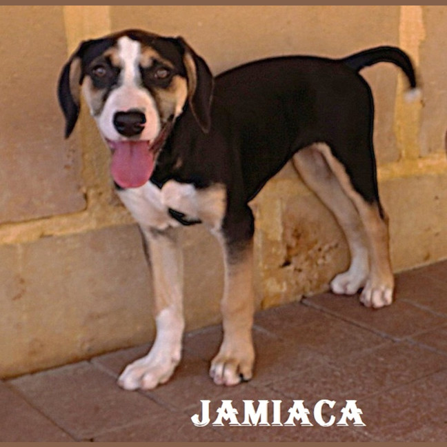 Photo of Jamaica
