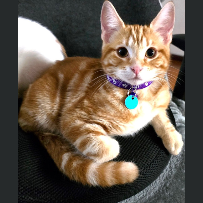 Photo of Thor