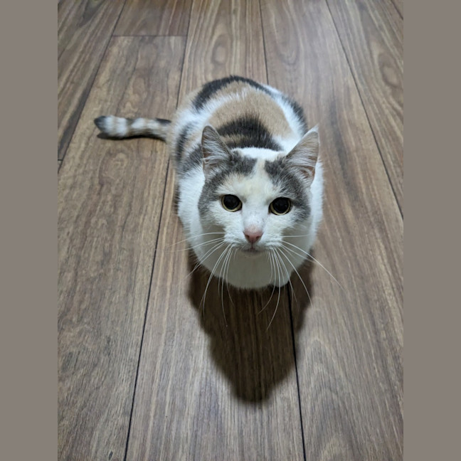 Photo of Princess Peach