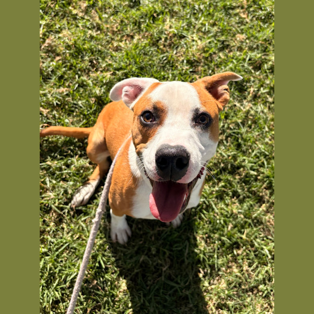 Photo of Rusty