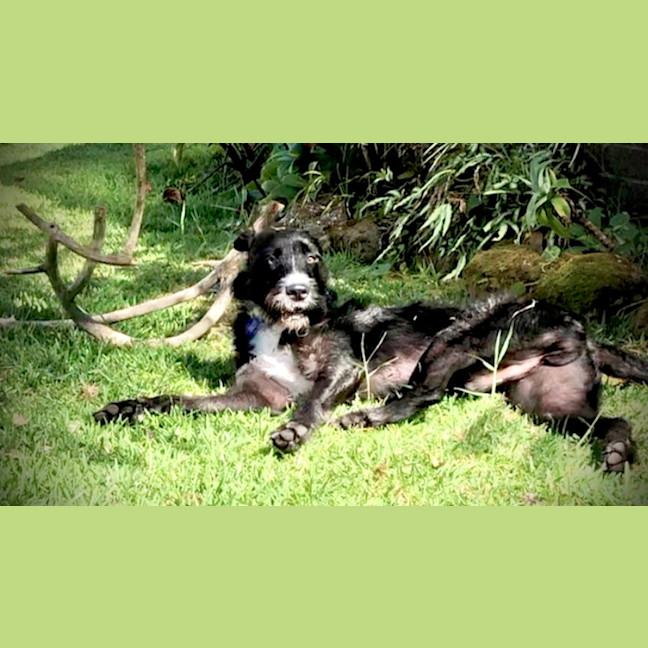 Photo of Zeus   21 Month Old Wolfhound X