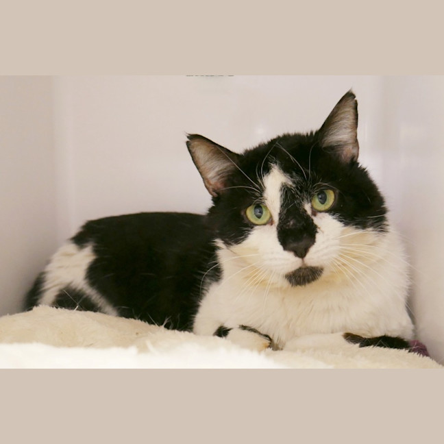 Photo of Julian Sta013075