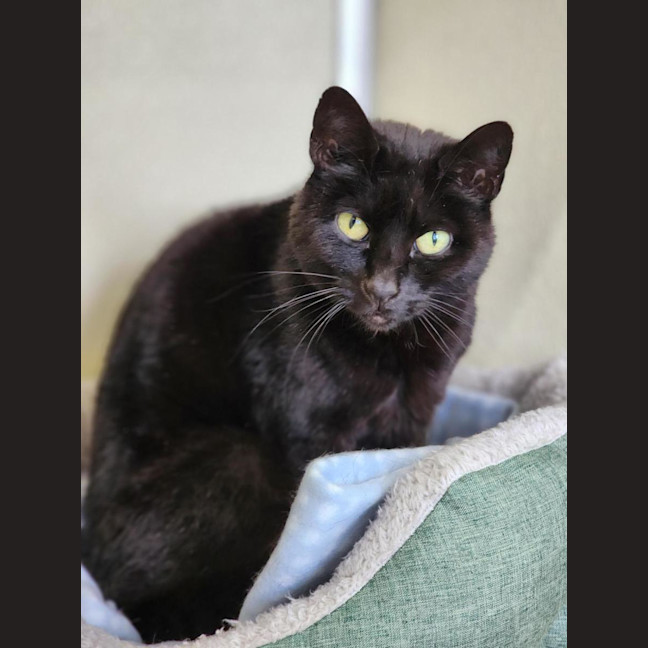 Photo of 🌮 Frankie 6184 🌮