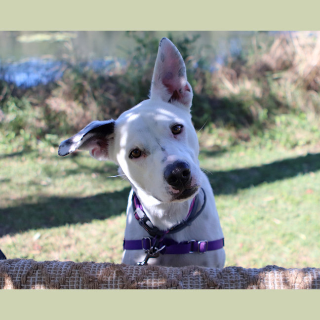 Photo of Penny