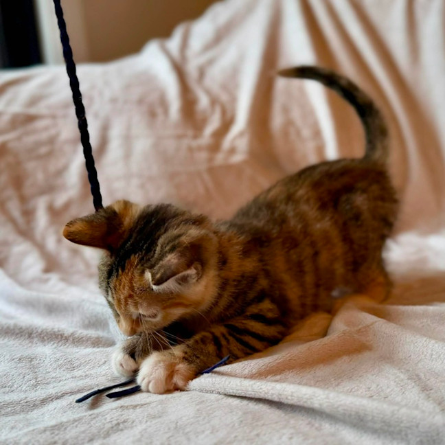 Photo of Cupcake   In Foster Care In Fitzroy North