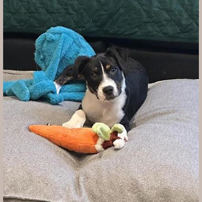 Photo of Charlie
