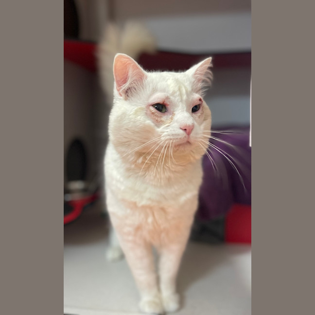 Photo of Mc Tavish