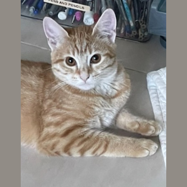 Photo of Nala (Fostered In Perth)