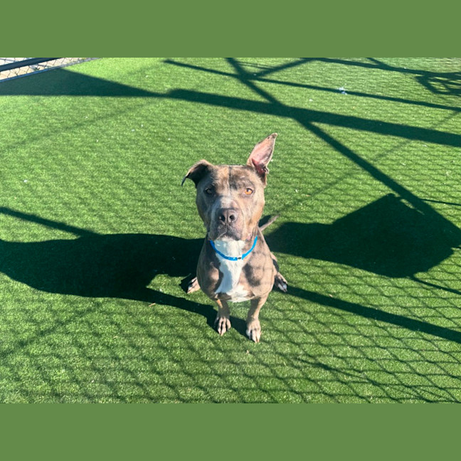 Photo of Riggs Imp 1483