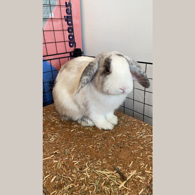 Photo of Harry Hopper