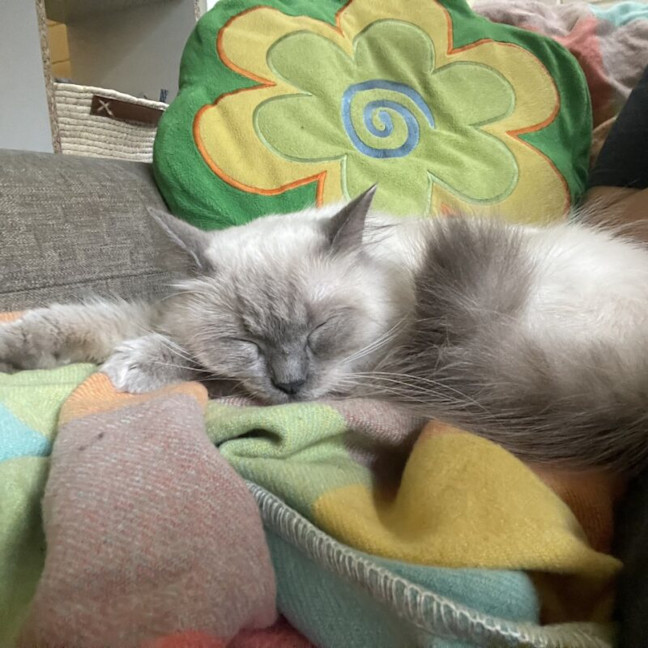 Photo of Little Lady Previously Ravioli