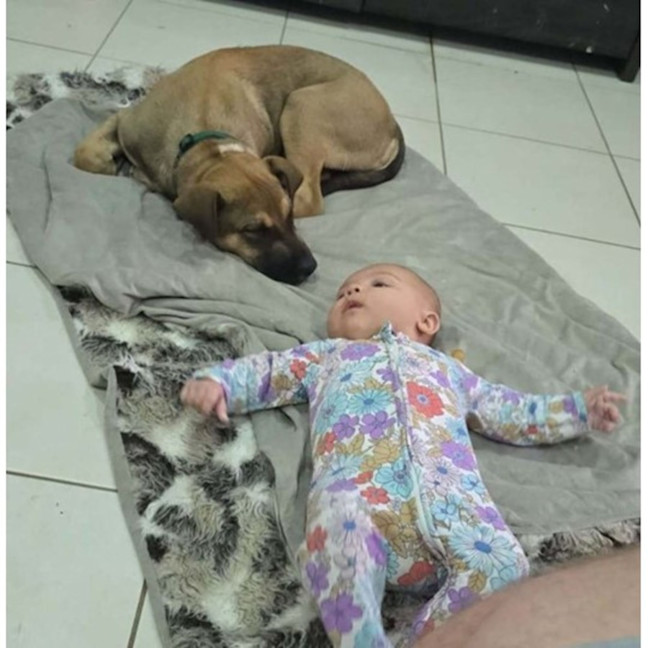 Photo of Joey *$350 Adoption Fee*