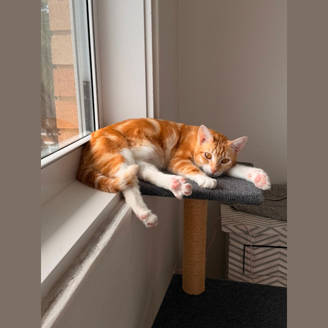 Photo of Mimosa
