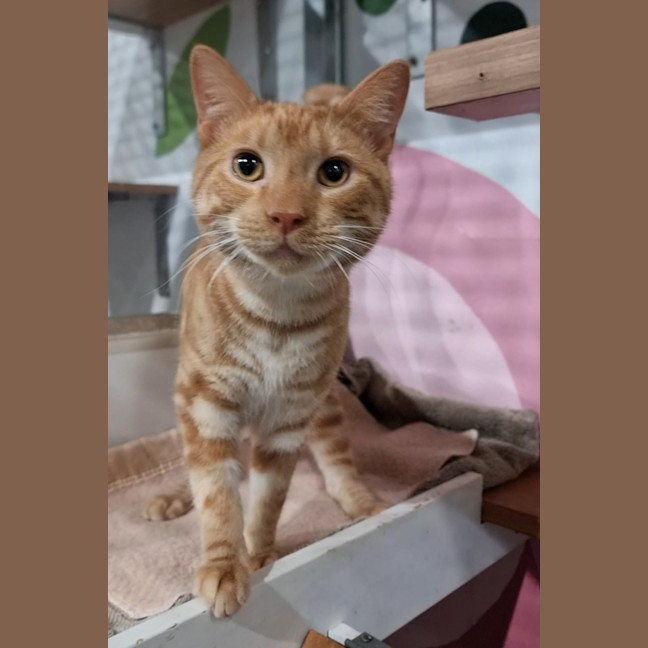 Photo of Ollie