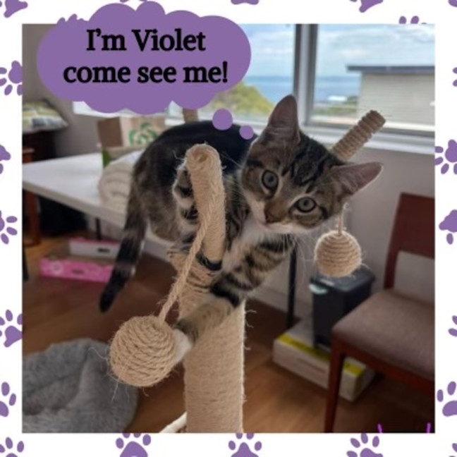 Photo of Violet