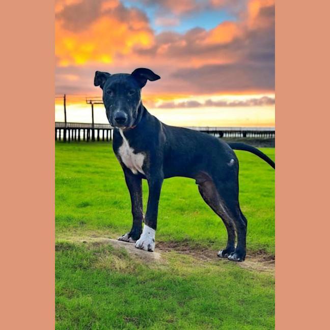 Photo of Ranger
