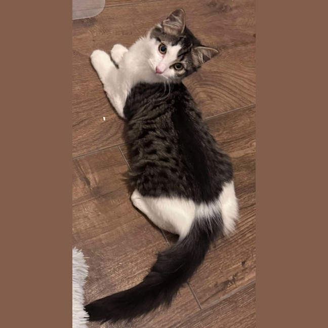 Photo of  Basil & Otis