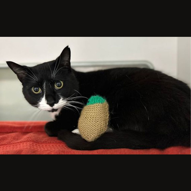 Photo of Pickle
